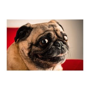VE Legacy - The Pug Life