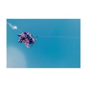VE Legacy - ADV.2 (Austracantha)