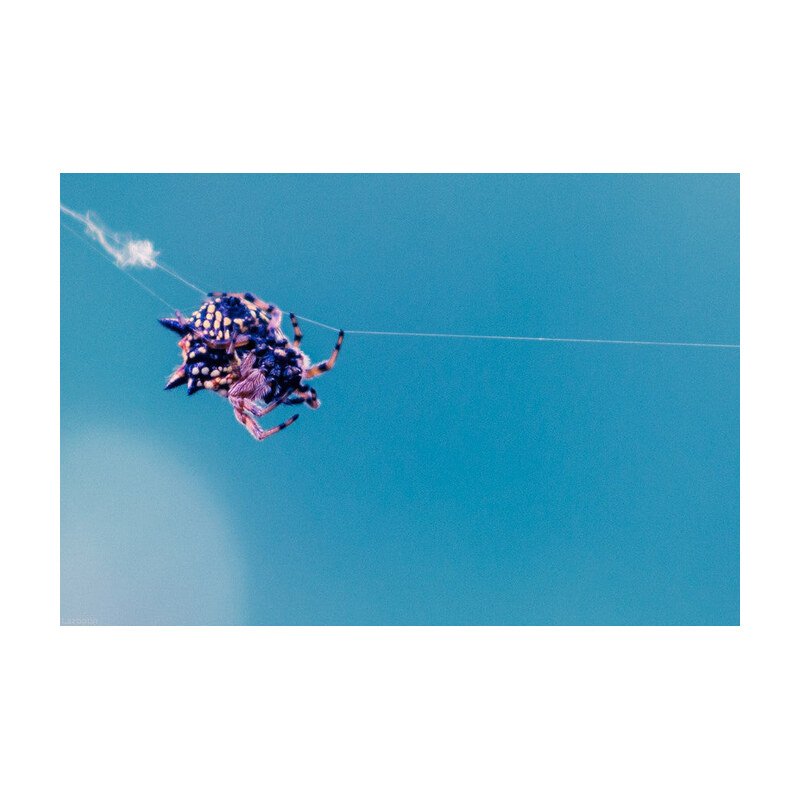 VE Legacy - ADV.2 (Austracantha)
